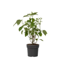 Hydrangea Strong Annabelle - XL Hortensia's - Pot 19cm - Hoogte 30-40cm