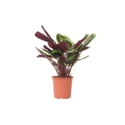 Calathea Marion - Tropische Plant - Pot 21cm - Hoogte 60-70cm