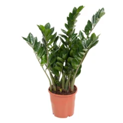 Zamioculcas Emerald - ZZ Plant - Pot 21cm - Hoogte 70-80cm