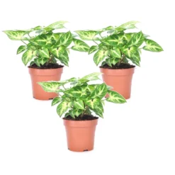 Syngonium 'Pixie' - Set Van 3 - Pijlpuntplant - Pot 12cm - Hoogte 25-40cm