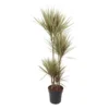 Dracaena Marginata Bicolor - Drakenboom - Pot 27cm - Hoogte 140-150cm