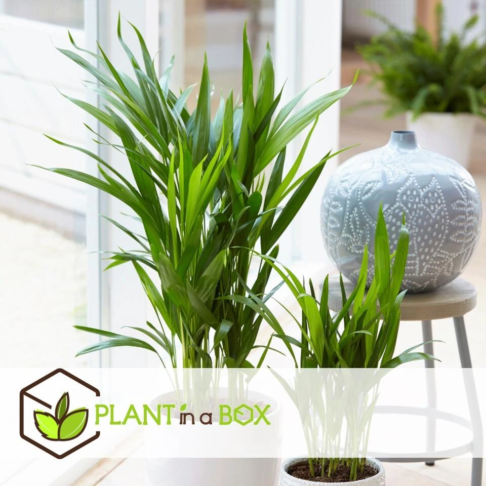 Areca & Spathiphyllum - Mix Van 2 - Pot 17cm - Hoogte 60-75cm - Afbeelding 3