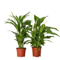 Areca & Spathiphyllum - Mix Van 2 - Pot 17cm - Hoogte 60-75cm