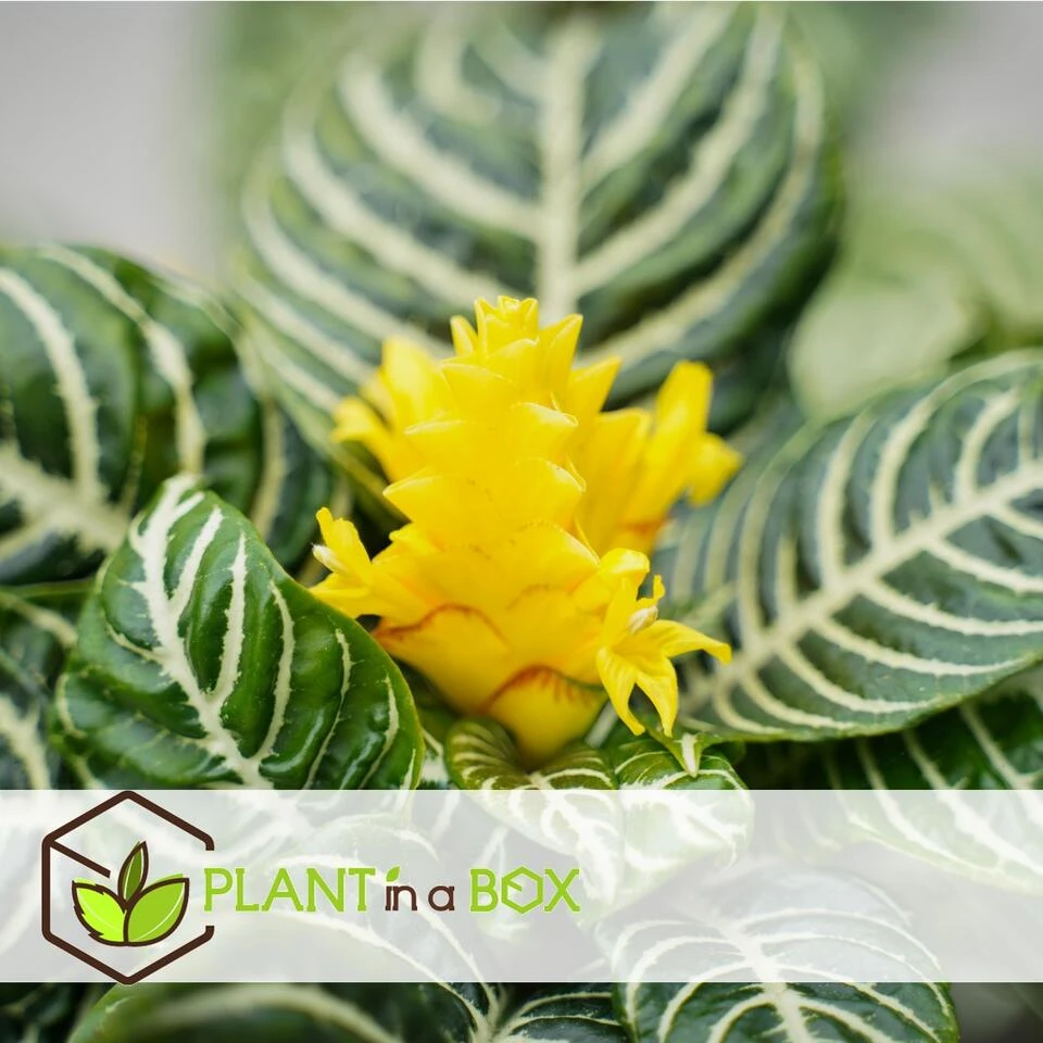 Aphelandra - Zebraplant - Pot 13cm - Hoogte 25-45cm - Afbeelding 2