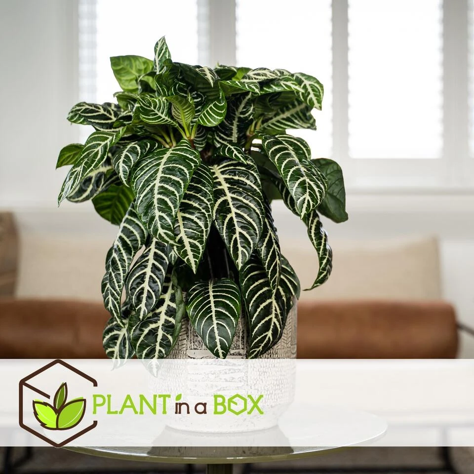 Aphelandra - Zebraplant - Pot 13cm - Hoogte 25-45cm - Afbeelding 3