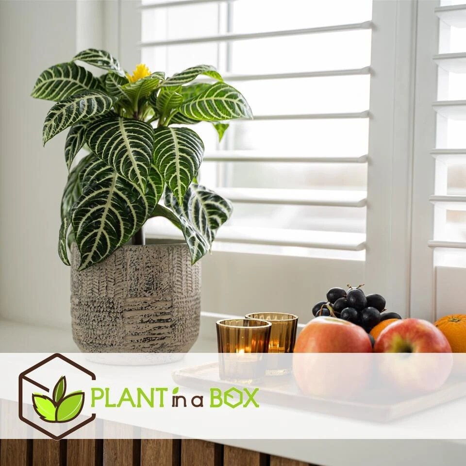 Aphelandra - Zebraplant - Pot 13cm - Hoogte 25-45cm - Afbeelding 4