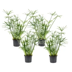 Cyperus Alternifolius - Set Van 4 - Pot 14cm - Hoogte 40-50cm