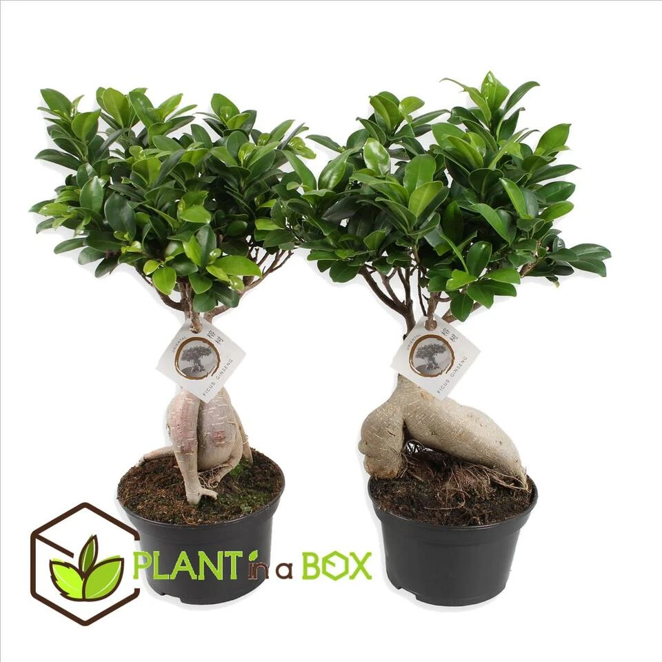 Ficus Ginseng - Japanse Bonsai - Set Van 2 - Pot 12cm - Hoogte 30-40cm - Afbeelding 3