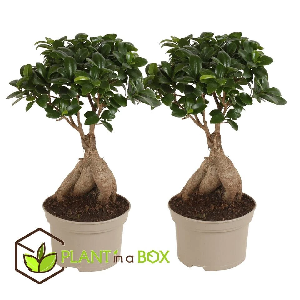 Ficus Ginseng - Japanse Bonsai - Set Van 2 - Pot 12cm - Hoogte 30-40cm - Afbeelding 4
