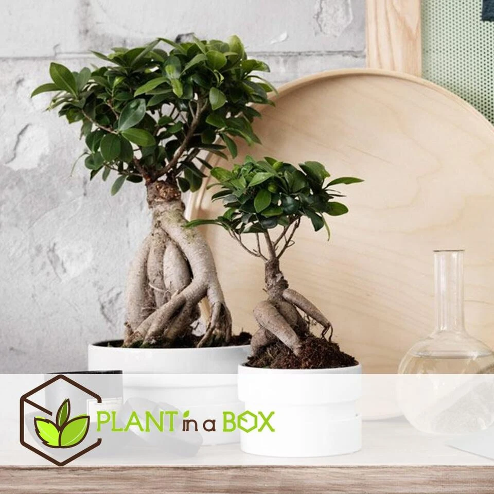 Ficus Ginseng - Japanse Bonsai - Set Van 4 - Pot 12cm - Hoogte 30-40cm - Afbeelding 3
