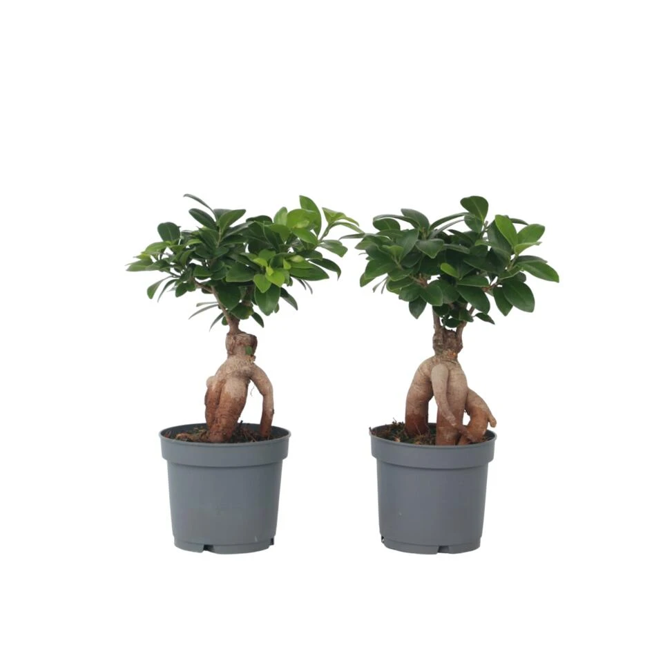 Ficus Ginseng - Japanse Bonsai - Set Van 4 - Pot 12cm - Hoogte 30-40cm