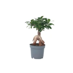 Ficus Ginseng - Japanse Bonsai - Pot 12cm - Hoogte 30-40cm