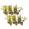Hortensia Paniculata - Mix Van 6 - Tuinplanten - Pot 9cm - Hoogte 25-35cm