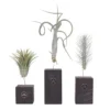 Tillandsia "Burnt Wood" Trio - 3 Mix Luchtplanten - Hoogte 30-35cm