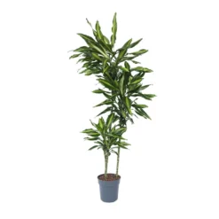 Dracaena Fragrans Cintho - Drakenboom - Pot 24cm - Hoogte 140-150cm