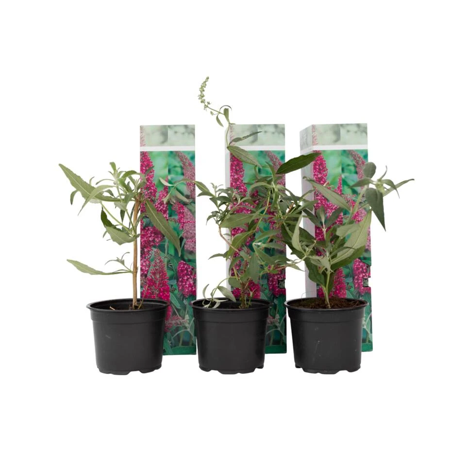 Vlinderstruiken - Buddleja Roze - Set Van 3 - Tuin - Pot 9cm - Hoogte 25-40cm