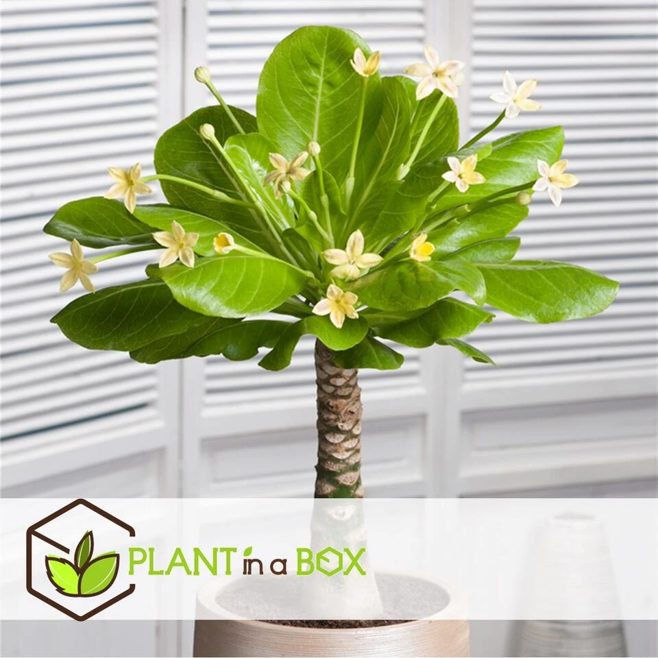 Brighamia Insignis - Set Van 2 - Pot 12cm - Hoogte 30-40cm - Afbeelding 2