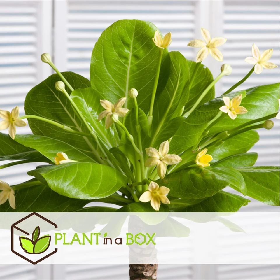 Brighamia Insignis - Set Van 2 - Pot 12cm - Hoogte 30-40cm - Afbeelding 4