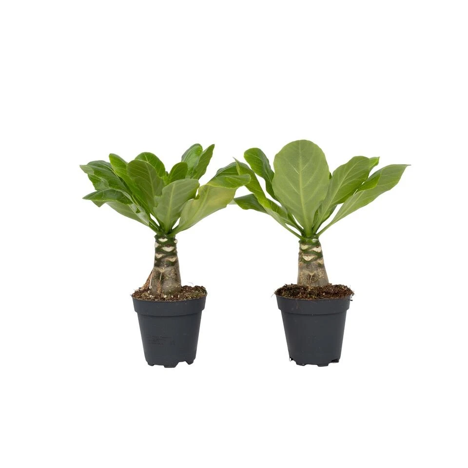 Brighamia Insignis - Set Van 2 - Pot 12cm - Hoogte 30-40cm