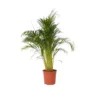 Dypsis Lutescens - XXL Goudpalm - Pot 27cm - Hoogte 140-150cm