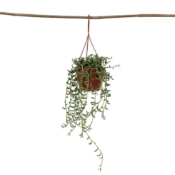 Senecio Radicans - String Of Bananas - Pot 12cm - Hoogte 10-20cm