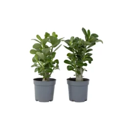 Adenium Obesum - Set Van 4 - Woestijnroos Bloeiend - Pot 10.5cm - Hoogte 25-40cm