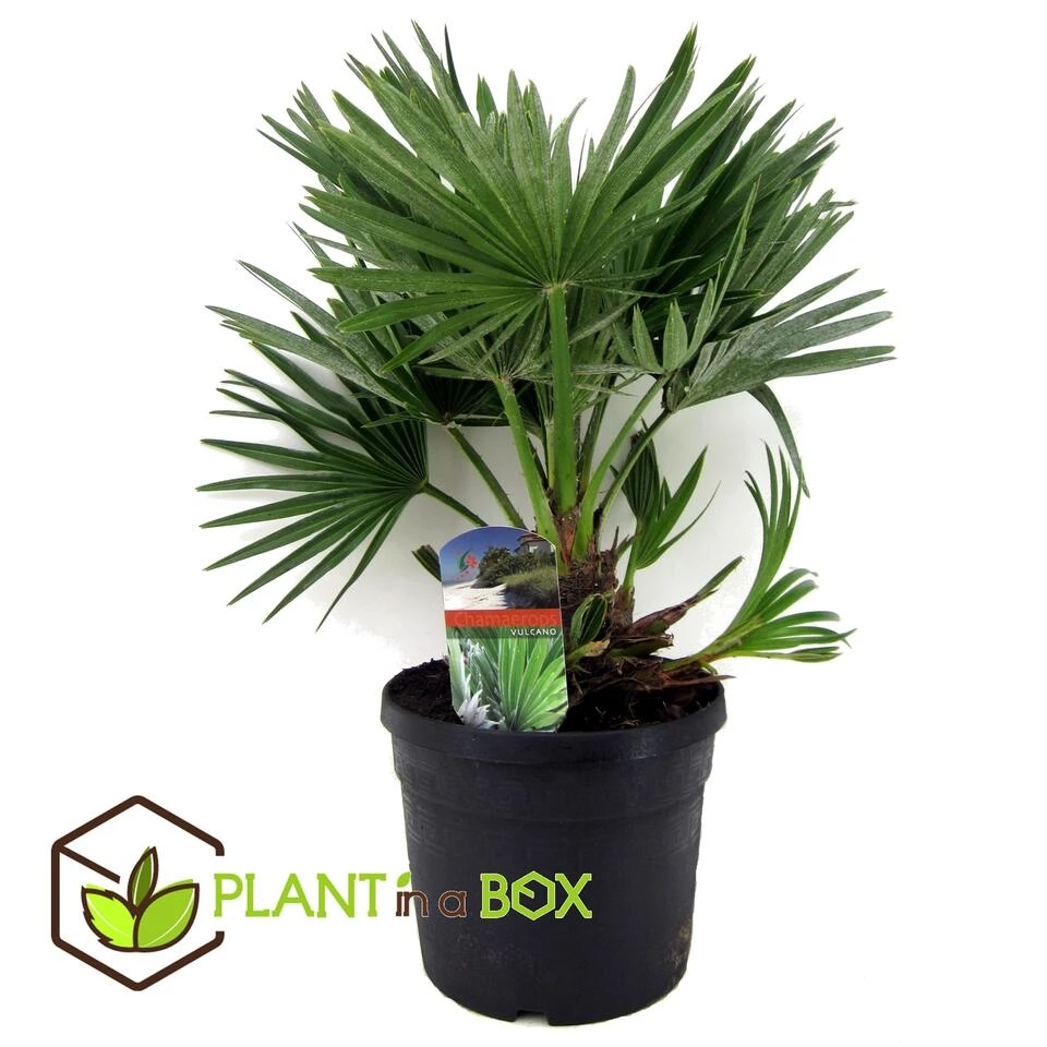 Chamaerops 'Vulcano' - Dwergpalm - Pot 19cm - Hoogte 35-45cm - Afbeelding 2