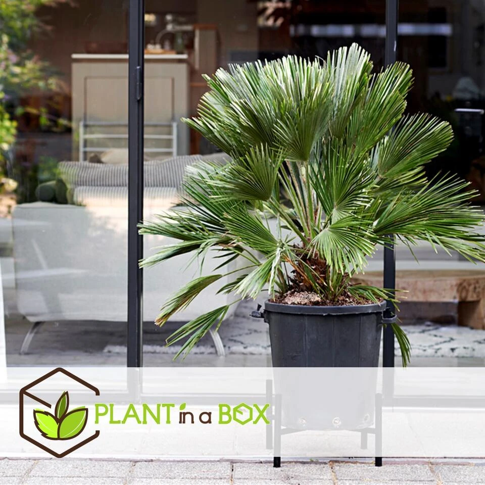 Chamaerops 'Vulcano' - Dwergpalm - Pot 19cm - Hoogte 35-45cm - Afbeelding 3