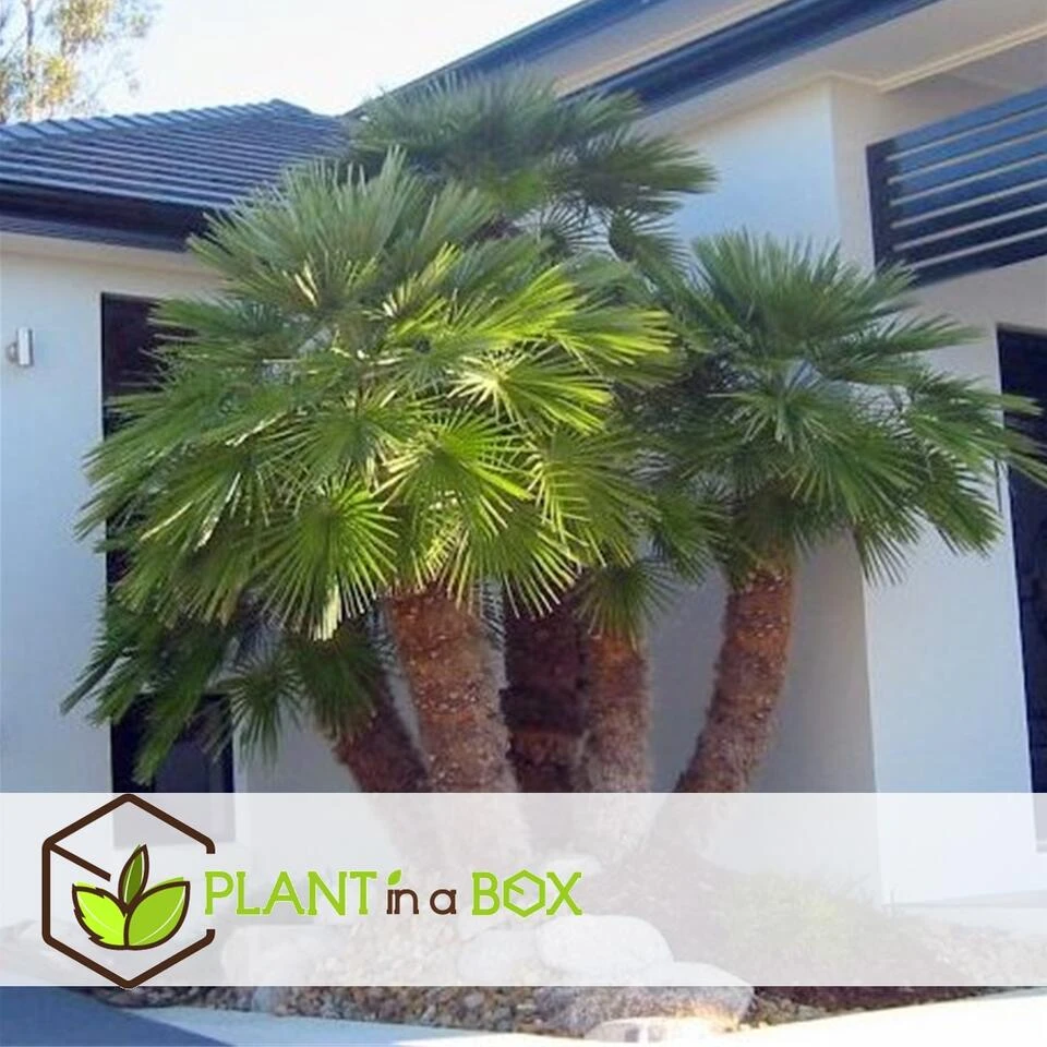 Chamaerops 'Vulcano' - Dwergpalm - Pot 19cm - Hoogte 35-45cm - Afbeelding 4