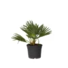 Chamaerops 'Vulcano' - Dwergpalm - Pot 19cm - Hoogte 35-45cm