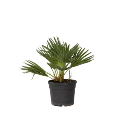 Chamaerops 'Vulcano' - Dwergpalm - Pot 19cm - Hoogte 35-45cm