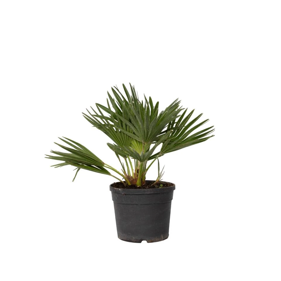 Chamaerops 'Vulcano' - Dwergpalm - Pot 19cm - Hoogte 35-45cm