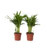 Dypsis Lutescens - Areca Goudpalm - Set Van 2 - Pot 12cm - Hoogte 30-45cm
