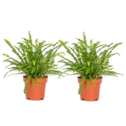 Nephrolepis Duffi - Krulvaren - Set Van 2 - Pot 12cm - Hoogte 25-40cm