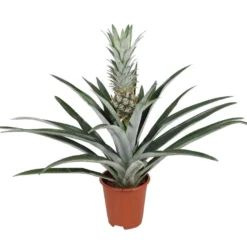 Ananas Comosus - Anti-snurkplant - Pot 14cm - Hoogte 45-55cm