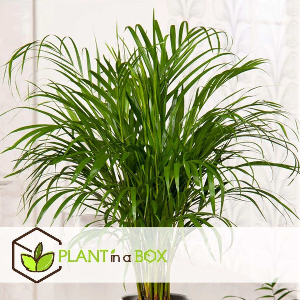 Dypsis Lutescens - Areca Goudpalm - Pot 17cm - Hoogte 60-70cm - Afbeelding 3