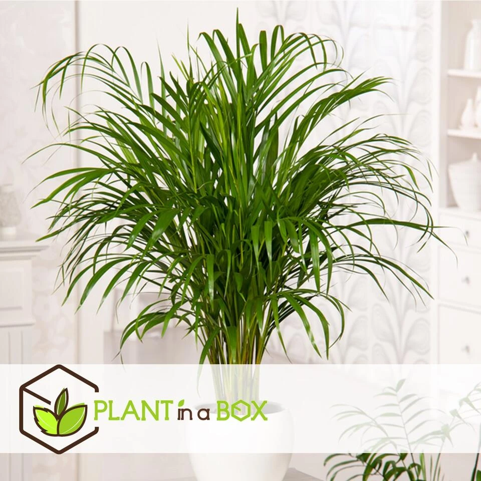 Dypsis Lutescens - Areca Goudpalm - Pot 17cm - Hoogte 60-70cm - Afbeelding 4