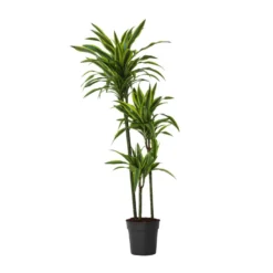 Dracaena Fragrans Deremensis - Lemon Lime - Pot 24cm - Hoogte 130-140cm