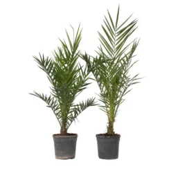 Phoenix Canariensis - Set Van 2 - Dadelpalm - Pot 19cm - Hoogte 80-100cm