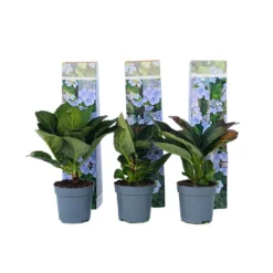 Hortensia Teller - Set Van 6 - Blauw - Tuinhortensia - Pot 9cm - Hoogte 25-40cm