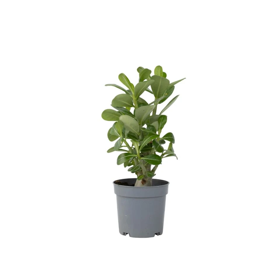 Adenium Obesum - Woestijnroos Bloeiend - Pot 10.5cm - Hoogte 25-40cm