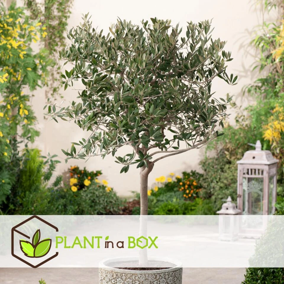 Olea Europaea - Winterharde Olijfboom Op Stam - Pot 19cm - Hoogte 80-90cm - Afbeelding 4