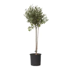 Olea Europaea - Winterharde Olijfboom Op Stam - Pot 19cm - Hoogte 80-90cm