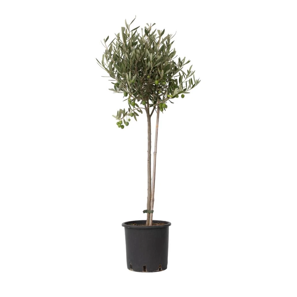 Olea Europaea - Winterharde Olijfboom Op Stam - Pot 19cm - Hoogte 80-90cm