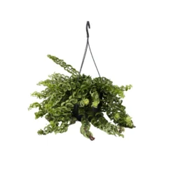 Aeschynantus Twister - Pot 15cm - Hoogte 20-30cm