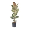 Ficus Elastica Tineke - 'Rubberboom' - Pot 24cm - Hoogte 80-100cm