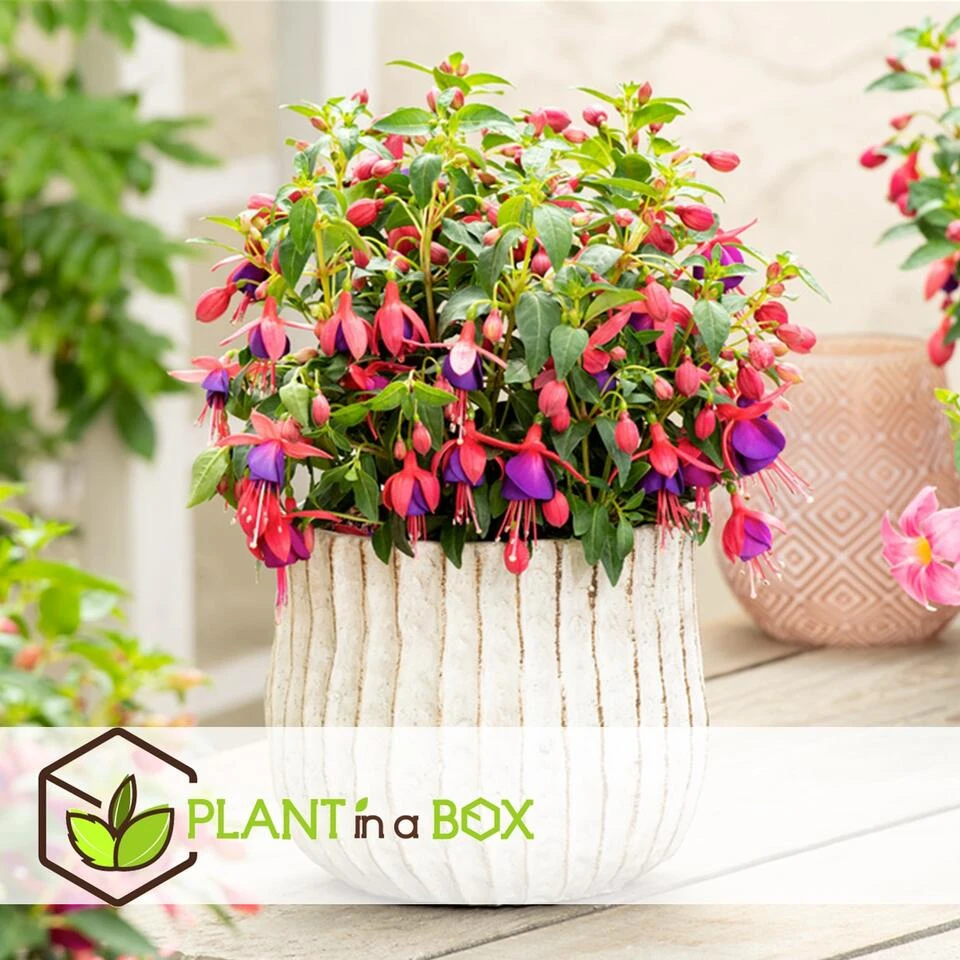Fuchsia - Mix Van 3 - Sarah, Lady Thumb, Ricartonnii - Pot 9cm - Hoogte 10-20cm - Afbeelding 2