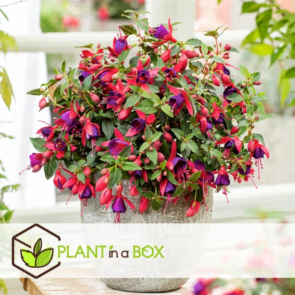 Fuchsia - Mix Van 3 - Sarah, Lady Thumb, Ricartonnii - Pot 9cm - Hoogte 10-20cm - Afbeelding 3