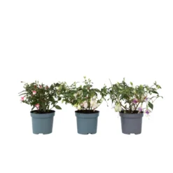 Fuchsia - Mix Van 3 - Sarah, Lady Thumb, Ricartonnii - Pot 9cm - Hoogte 10-20cm