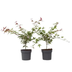 Acer Palmatum ´Beni Maiko´ - Set Van 2 - Esdoorn - Pot 19cm - Hoogte 60-70cm
